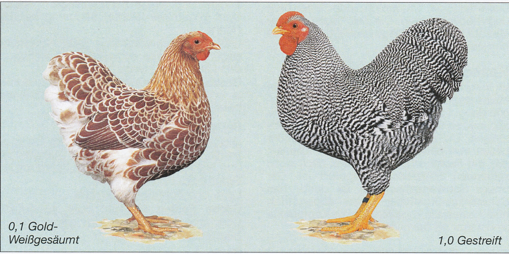 Deutsche Zwerg-Wyandotten Deutsche Zwerg-Wyandotten