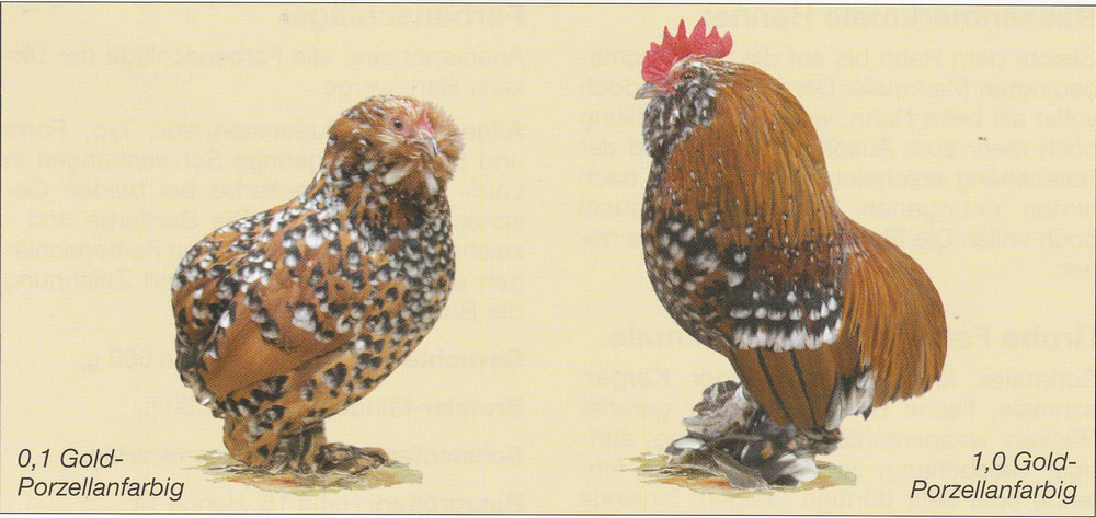 Everberger Bartzwerge Everberger Bartzwerge