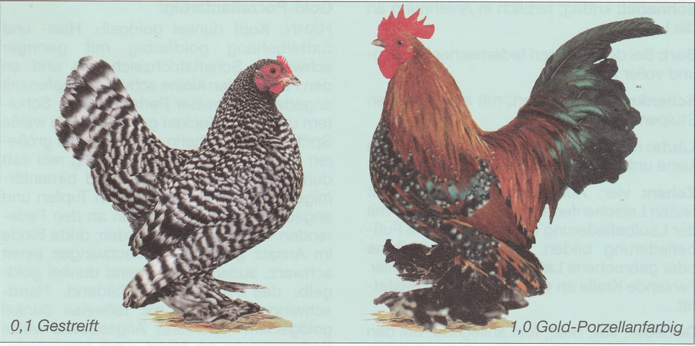 Federfüßige Zwerghühner Federfüßige Zwerghühner