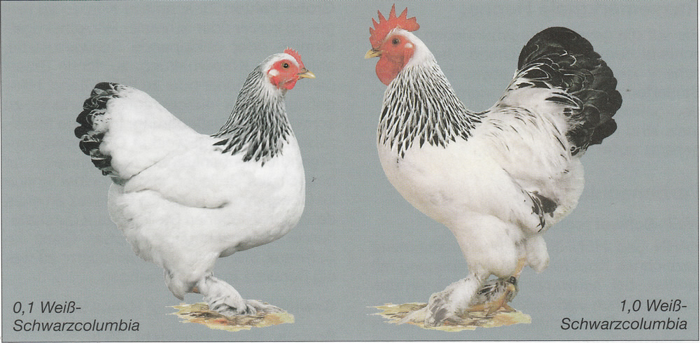 Frankfurter Zwerghühner