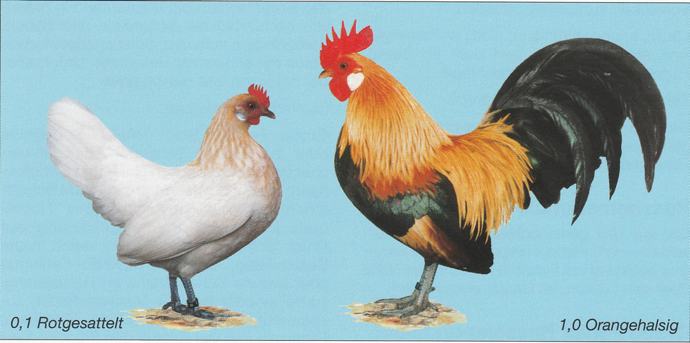Holländische Zwerghühner