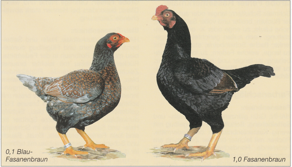 Indische Zwerg-Kämpfer