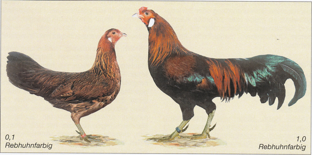 Javanesische Zwerghühner Javanesische Zwerghühner
