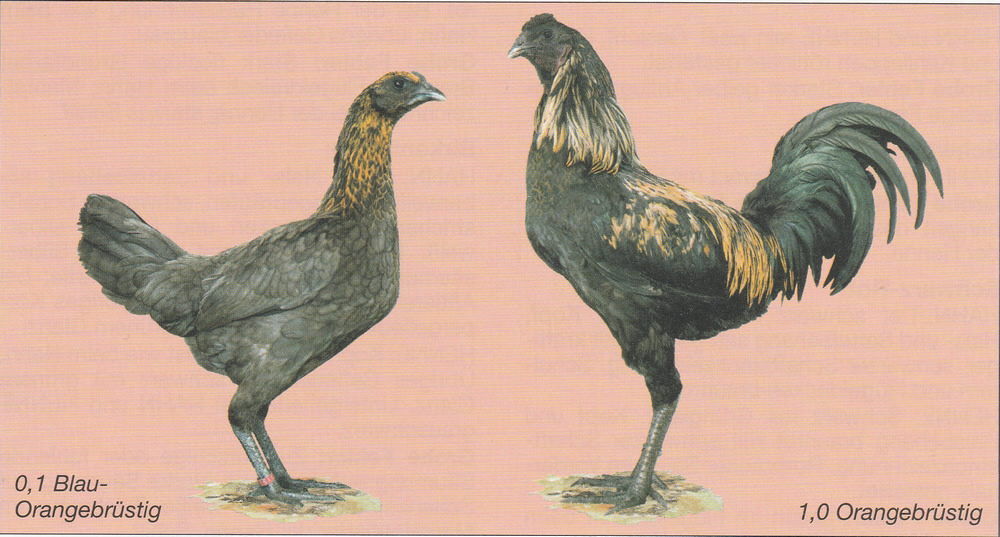 Lütticher Zwerg-Kämpfer