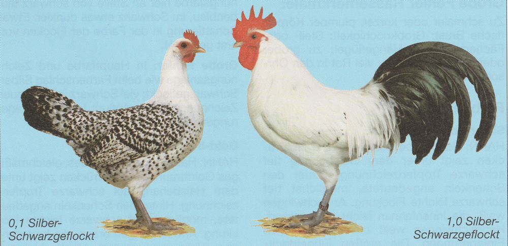 Ostfriesische Zwerg-Möwen Ostfriesische Zwerg-Möwen