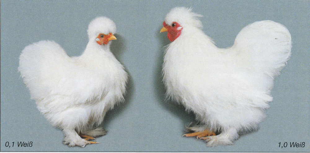 Siamesische Zwerg-Seidenhühner Siamesische Zwerg-Seidenhühner