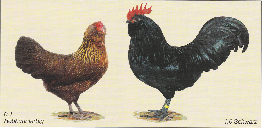 Thüringer Zwerg-Barthühner Thüringer Zwerg-Barthühner