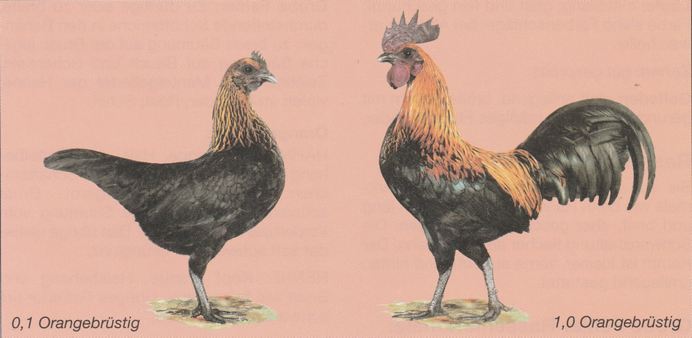 Zwerg-Ardenner Zwerg-Ardenner