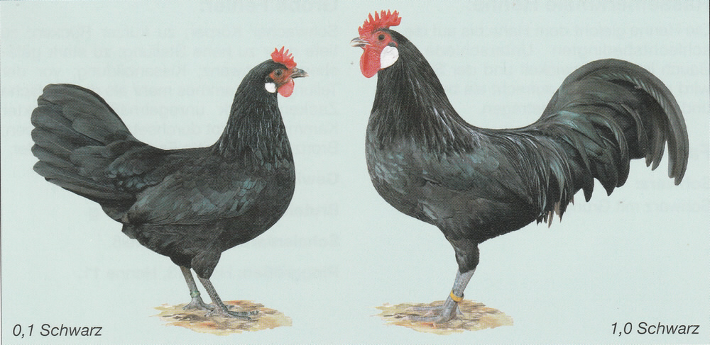 Zwerg-Augsburger Zwerg-Augsburger