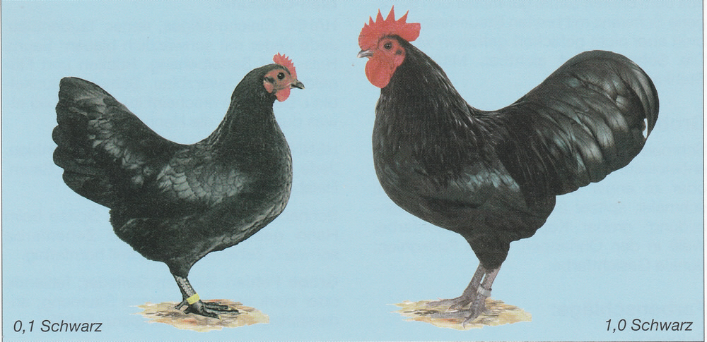 Zwerg-Australorps Zwerg-Australorps