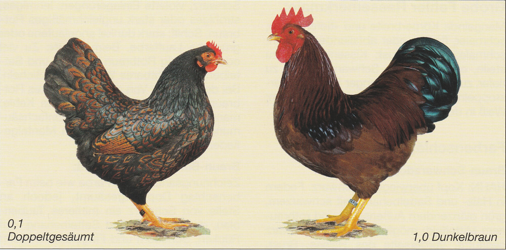 Zwerg-Barnevelder Zwerg-Barnevelder
