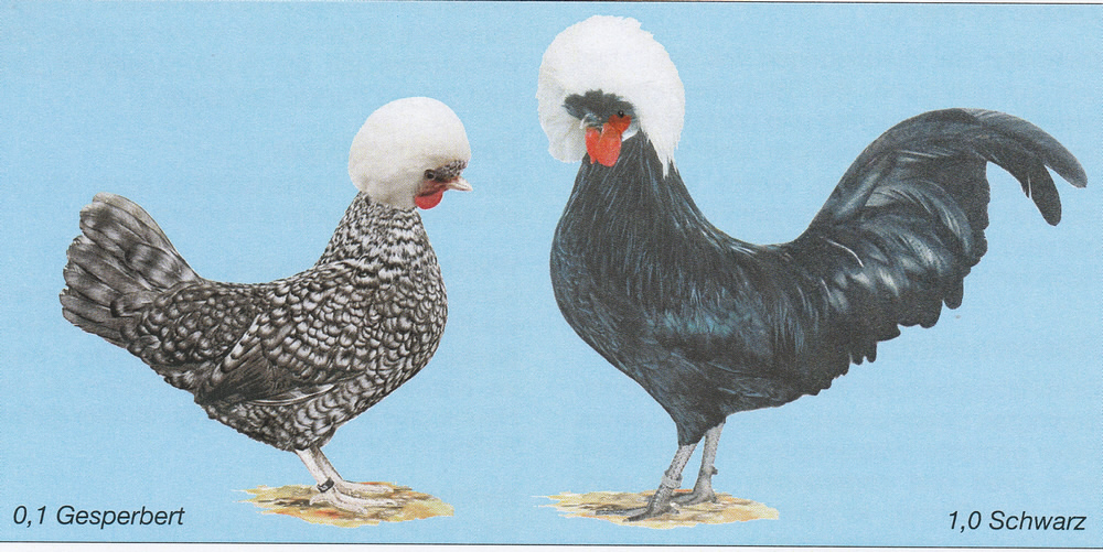 Zwerg-Holländer Haubenhühner (EE: Holländer Zwerg-Haubenhühner)
