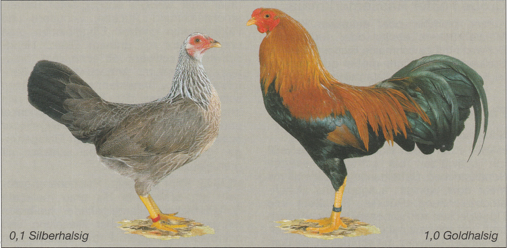 Zwerg-Kraienköppe (EE: Twenter Zwerg-Hühner) Zwerg-Kraienköppe (EE: Twenter Zwerg-Hühner)