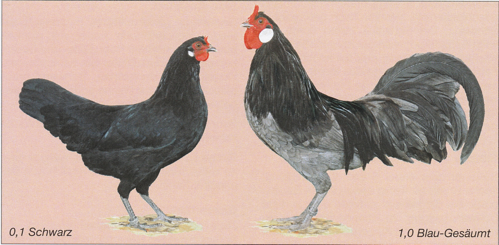 Zwerg-La Flèche Zwerg-La Flèche