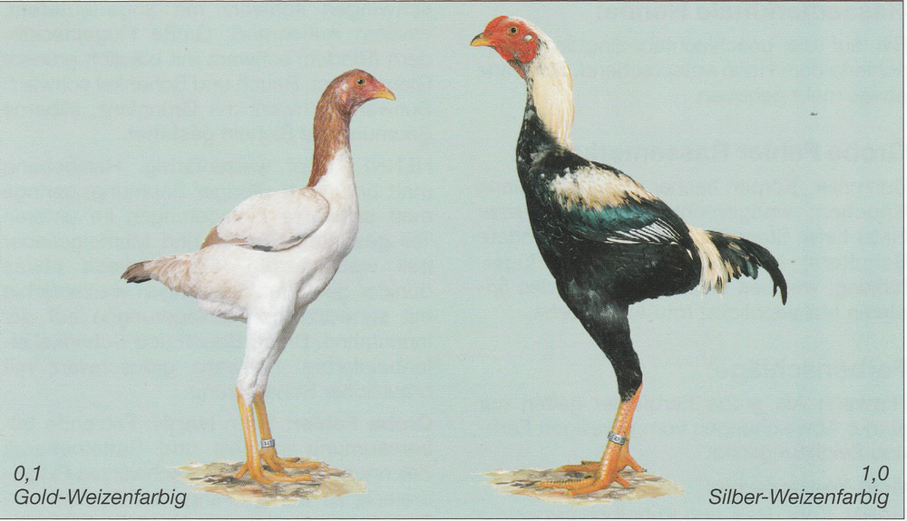 Zwerg-Malaien Zwerg-Malaien