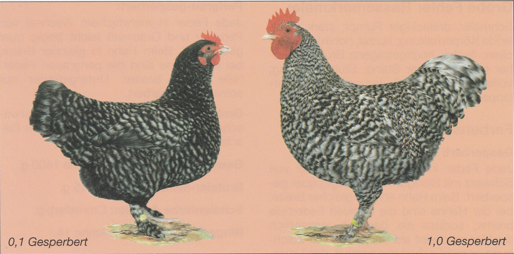 Zwerg-Mechelner Zwerg-Mechelner