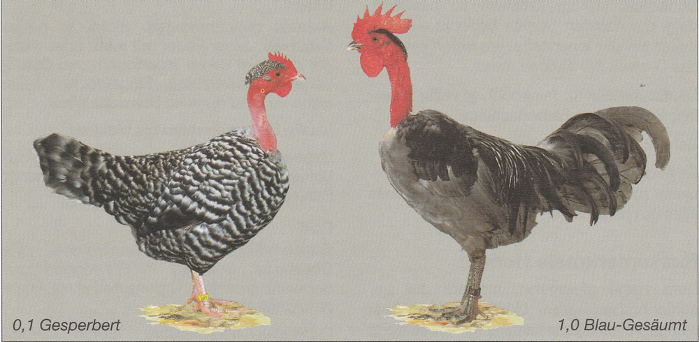Zwerg-Nackthalshühner