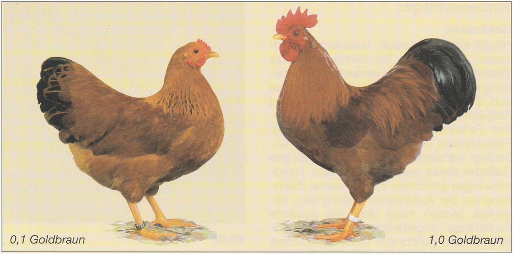 Zwerg-New Hampshire Zwerg-New Hampshire