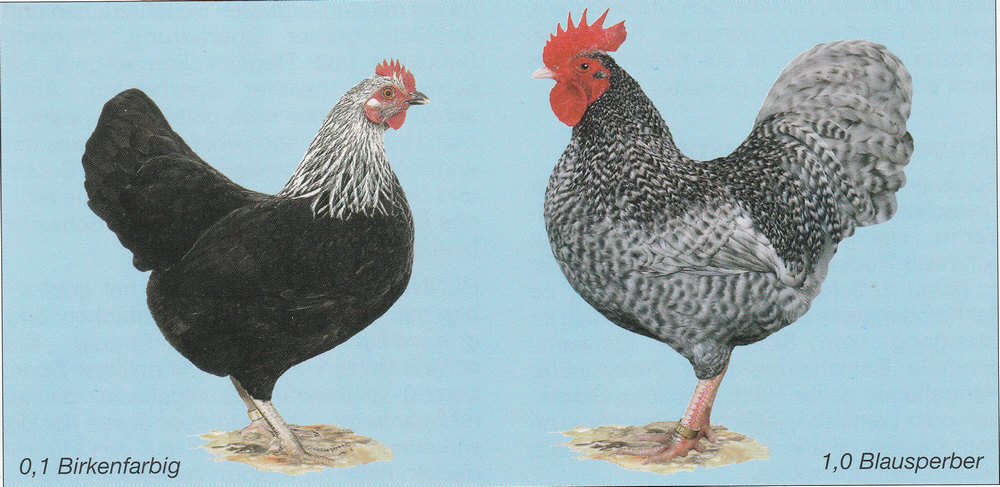 Zwerg-Niederrheiner Zwerg-Niederrheiner