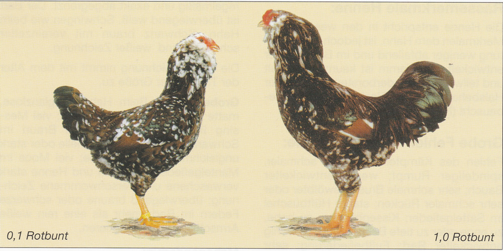 Zwerg-Orloff Zwerg-Orloff