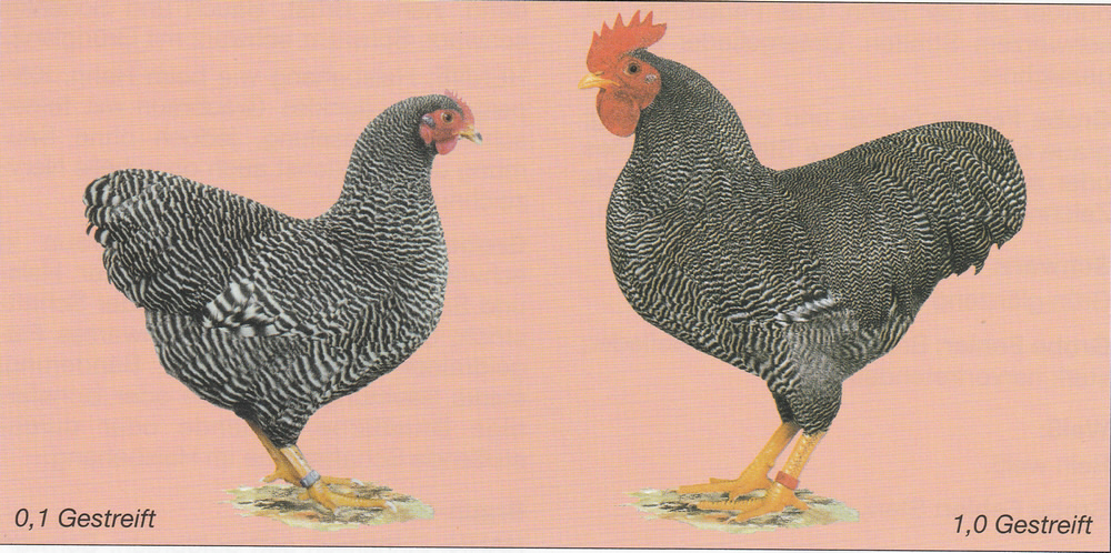 Zwerg-Plymouth Rocks Zwerg-Plymouth Rocks