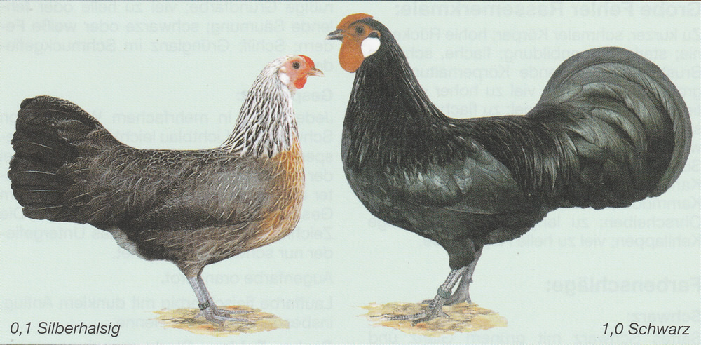 Zwerg-Rheinländer Zwerg-Rheinländer