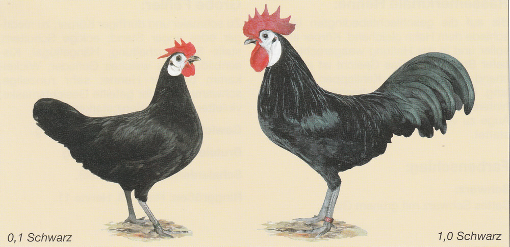 Zwerg-Spanier Zwerg-Spanier