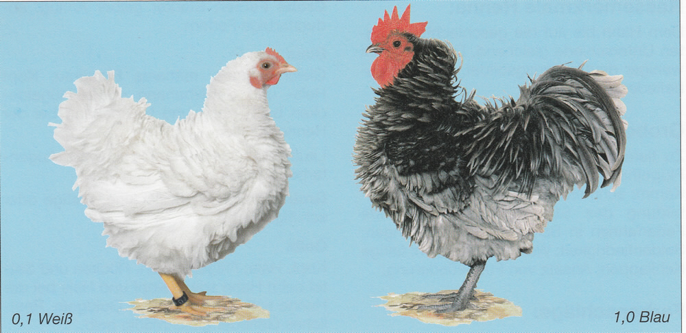 Zwerg-Strupphühner (EE: Zwerg-Frizzle)