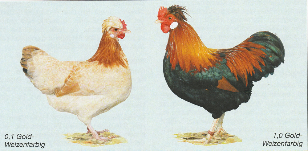 Zwerg-Sulmtaler Zwerg-Sulmtaler