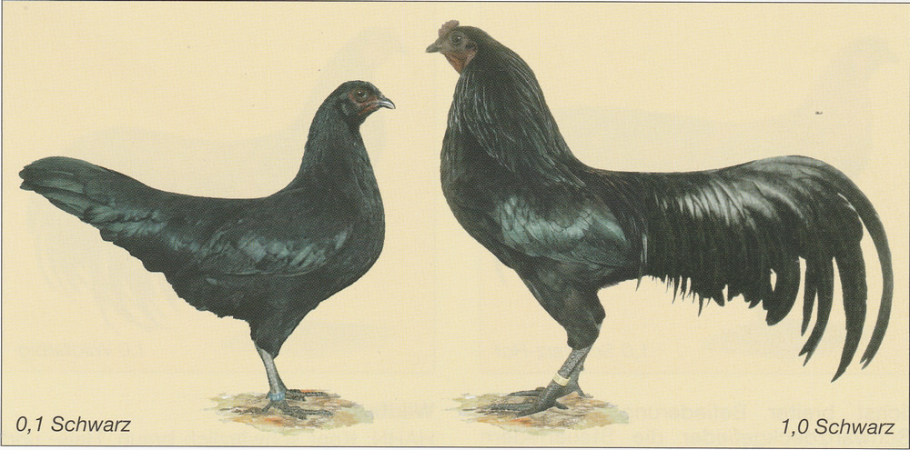 Zwerg-Sumatra Zwerg-Sumatra