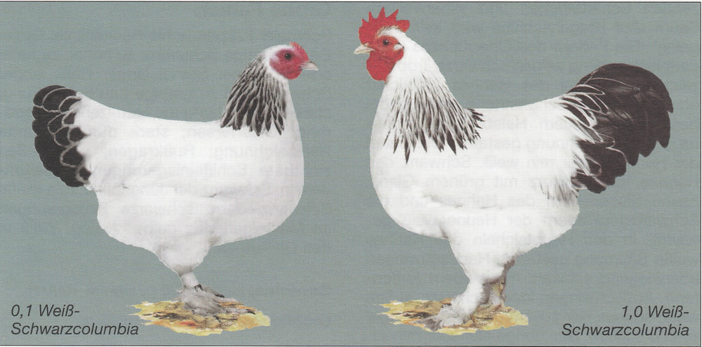 Zwerg-Sundheimer Zwerg-Sundheimer