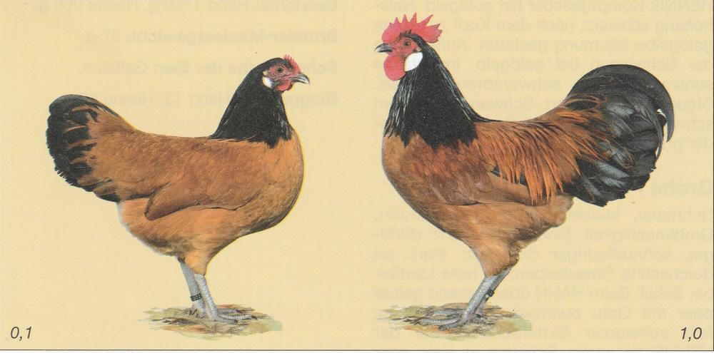 Zwerg-Vorwerkhühner Zwerg-Vorwerkhühner