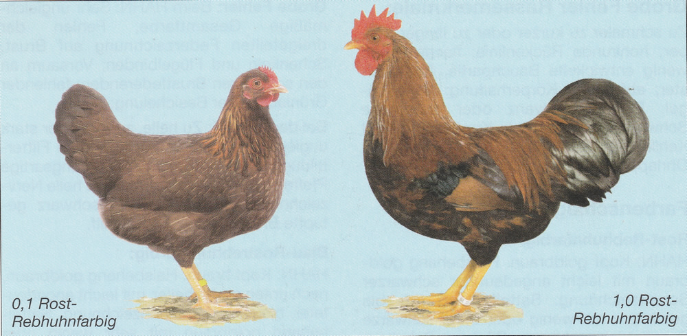 Zwerg-Welsumer Zwerg-Welsumer