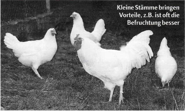 Zuchtstamm 1,3 La Fléche, weiß Zuchtstamm 1,3 La Fléche, weiß