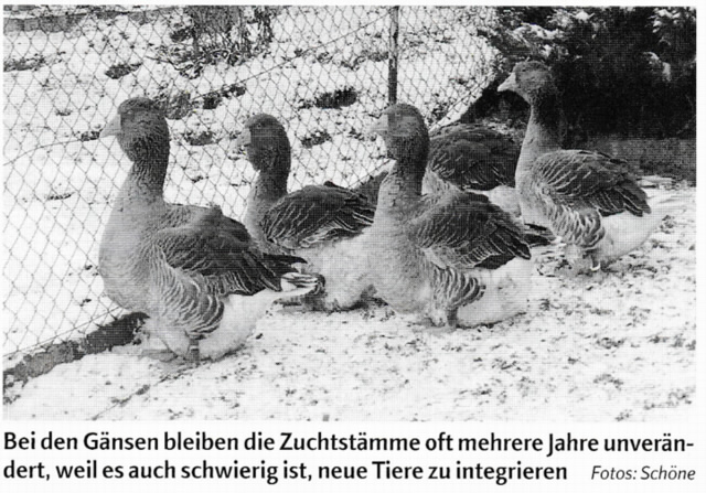 Zuchtstamm 1,3 Toulouser Gänse, grau Zuchtstamm 1,3 Toulouser Gänse, grau