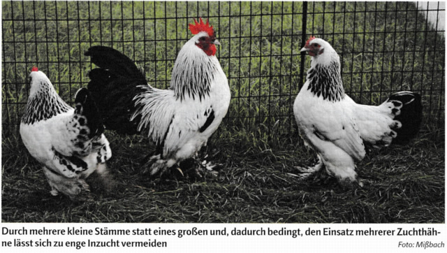 Zuchtstamm 1,2 Federfüßige Zwerghühner. weiß-schwarzcolumbia