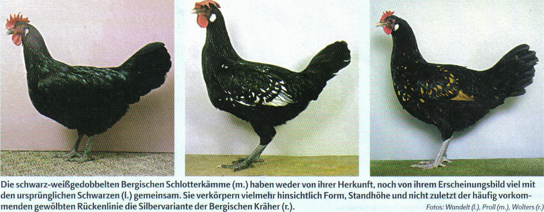 Geflügelrassen Geflügelrassen