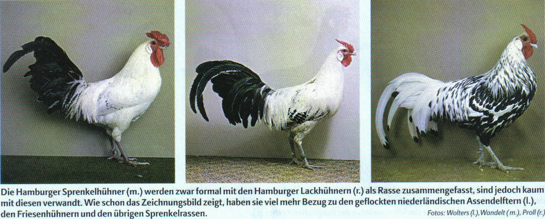 Geflügelrassen Geflügelrassen