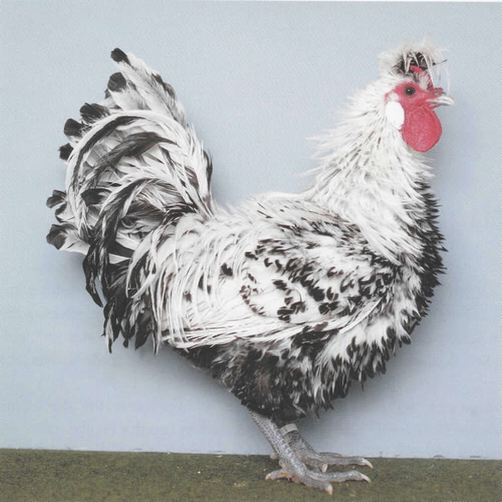 1,0 weiß-schwarzgescheckt 1,0
