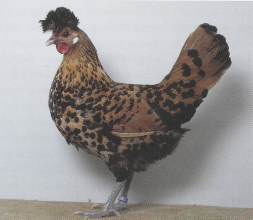 0,1 gold-schwarzgetupft 0,1