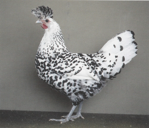 0,1 silber-schwarzgetupft 0,1