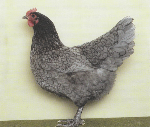 0,1 blau-gesäumt 0,1