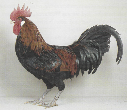 1,0 schwarz-gelbgedobbelt 1,0