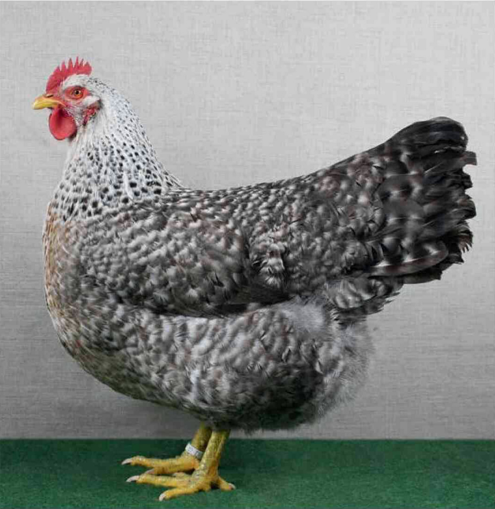 0,1 silber-kennsperber 0,1