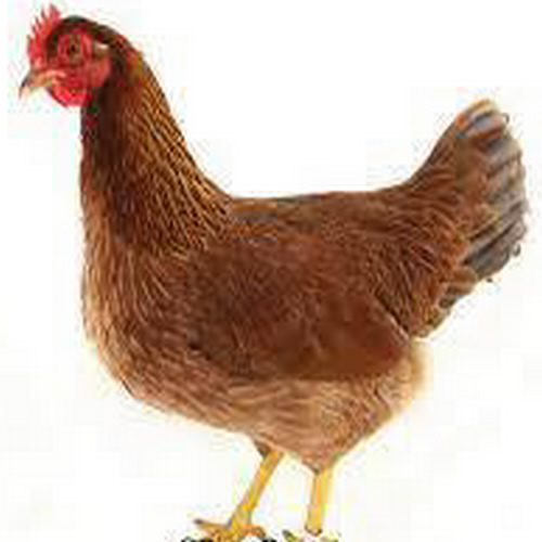 0,1 blau-rostrebhuhnfarbig (rost-blaurebhuhnhalsig) 0,1