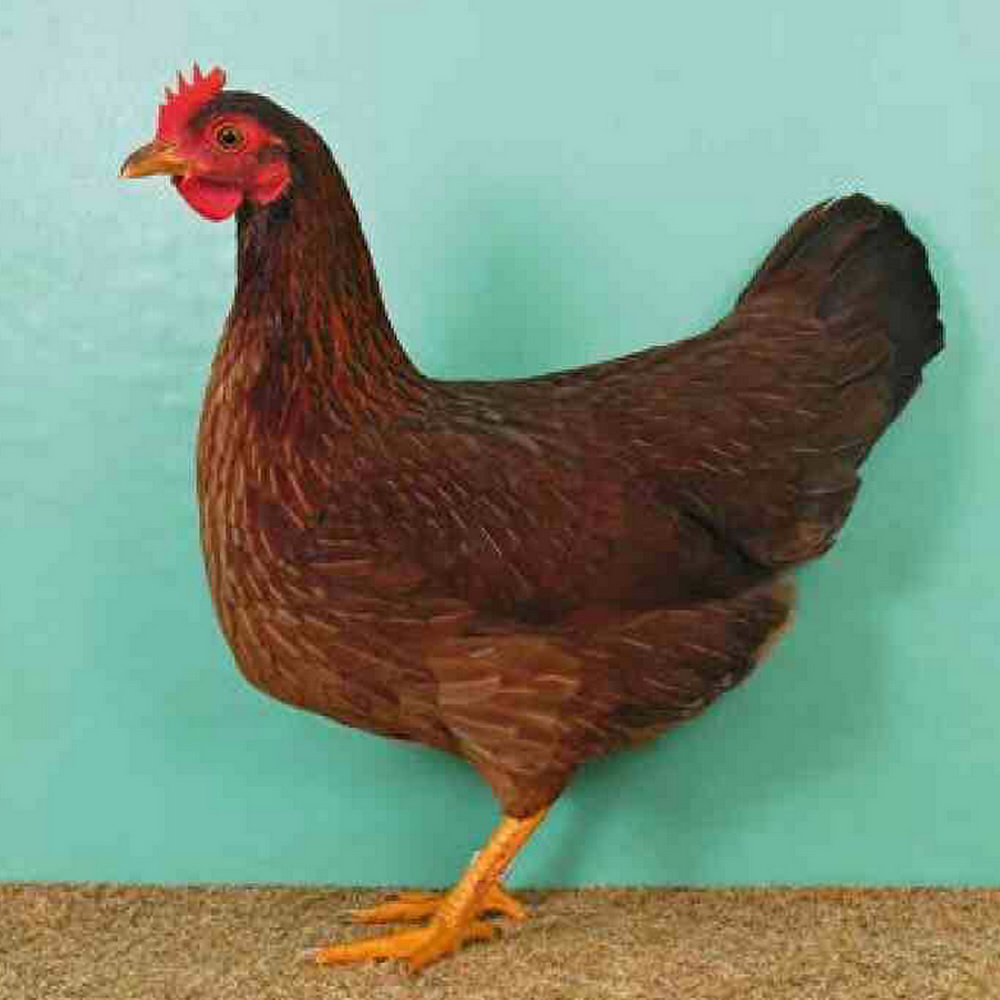 0,1 rost-rebhuhnfarbig (rost-rebhuhnhalsig) 0,1