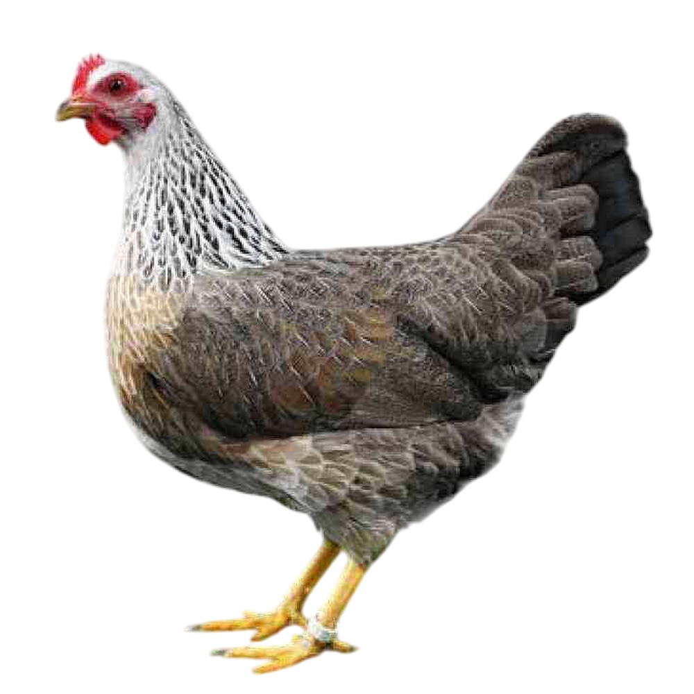 0,1 silberfarbig (rost-silberhalsig) 0,1