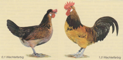 Brabanter Bauernhühner (EE: Brabançonne)