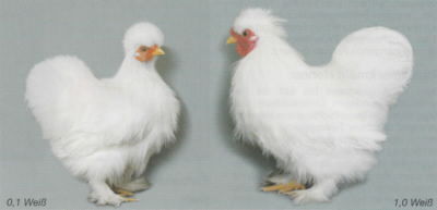 Siamesische Zwerg-Seidenhühner