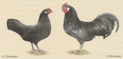 Elsässer Zwerg-Hühner